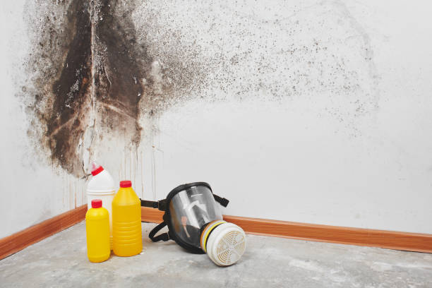 Best Industrial Mold Remediation in Yakima, WA