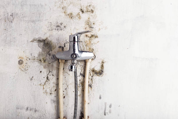 Best Bathroom Mold Remediation in Yakima, WA