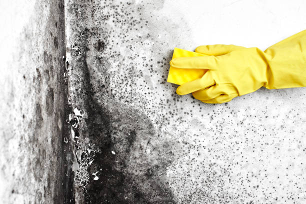 Best DIY Mold Remediation Support Services in Yakima, WA