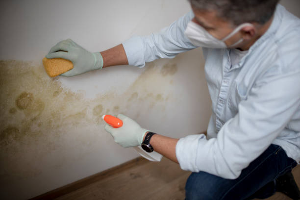 Best Attic Mold Remediation in Yakima, WA