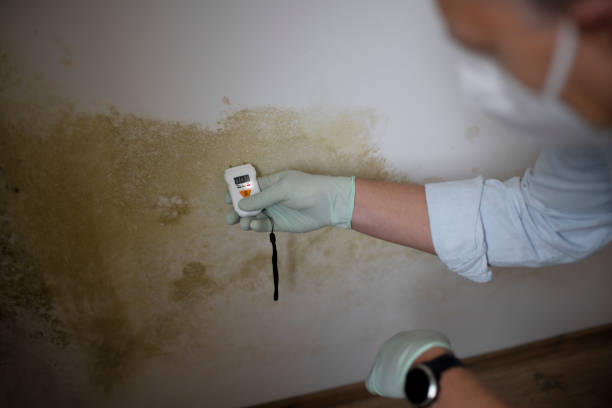 Best Bathroom Mold Remediation in Yakima, WA