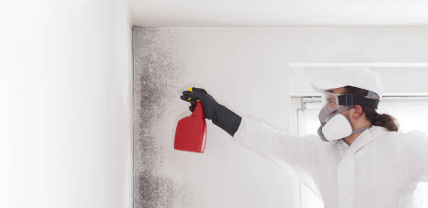 Best Commercial Mold Remediation in Yakima, WA