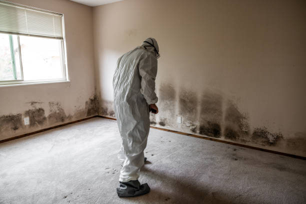 Best Localized Mold Remediation (e.g., coastal areas, humid climates) in Yakima, WA