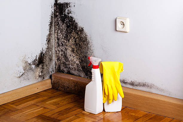 Best Black Mold Remediation in Yakima, WA