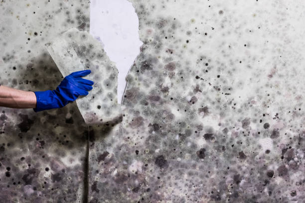 Best Residential Mold Remediation in Yakima, WA