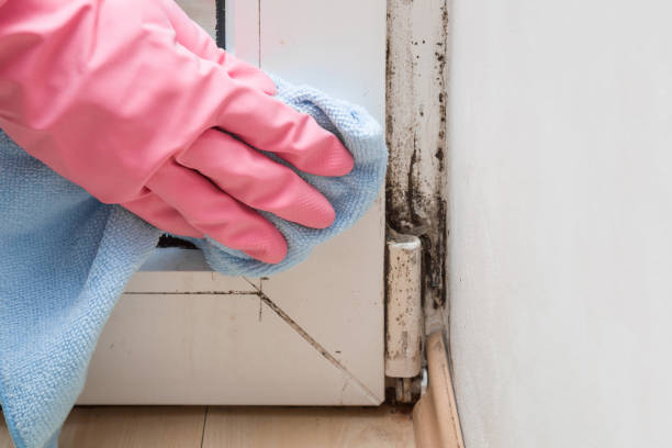 Best Industrial Mold Remediation in Yakima, WA