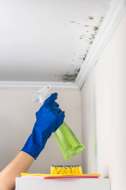 Mold Remediation for Specific Building Types